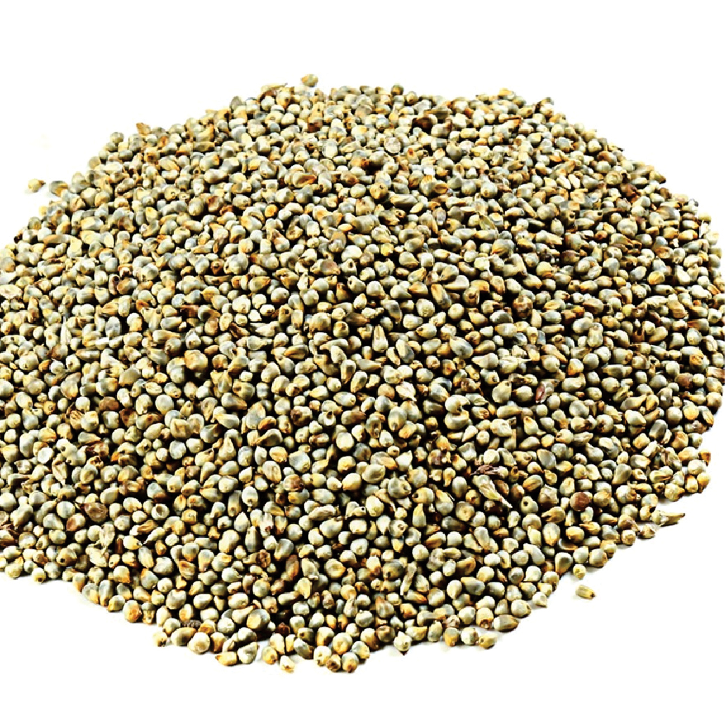 Green Millet Feed Grade