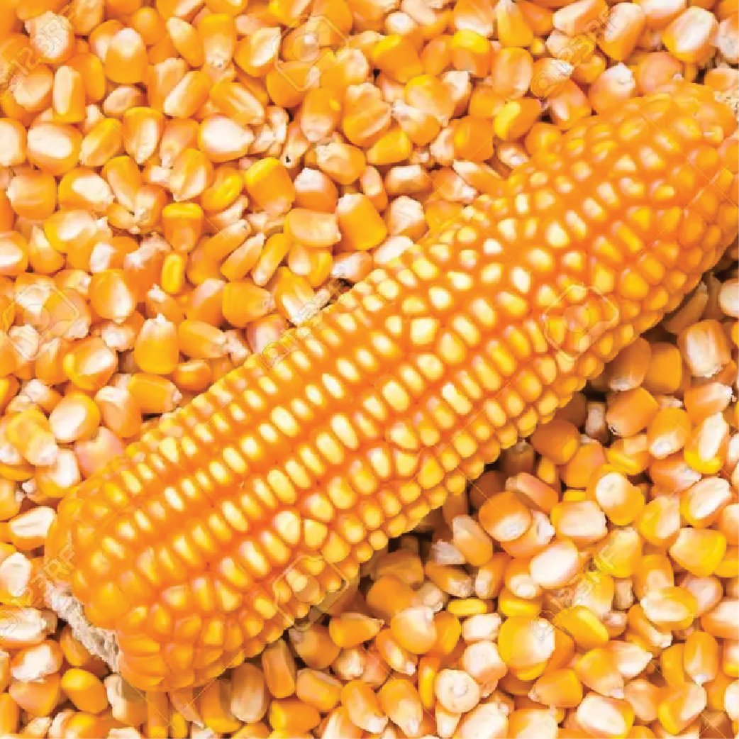 Orange Maize